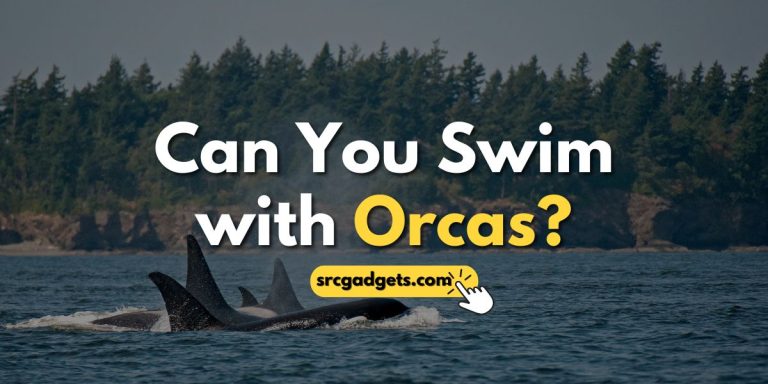 Can You Swim with Orcas?